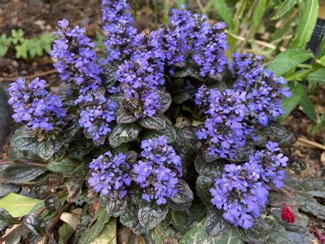 Ajuga reptans Black Scallop